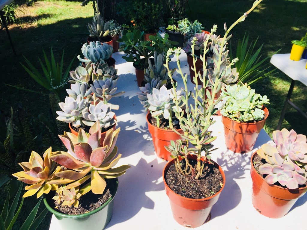 The Little Boab - Premium Succulents and Plants, Fresh Pressed S | store | 122 Chinderah Bay Dr, Chinderah NSW 2487, Australia | 0474326376 OR +61 474 326 376