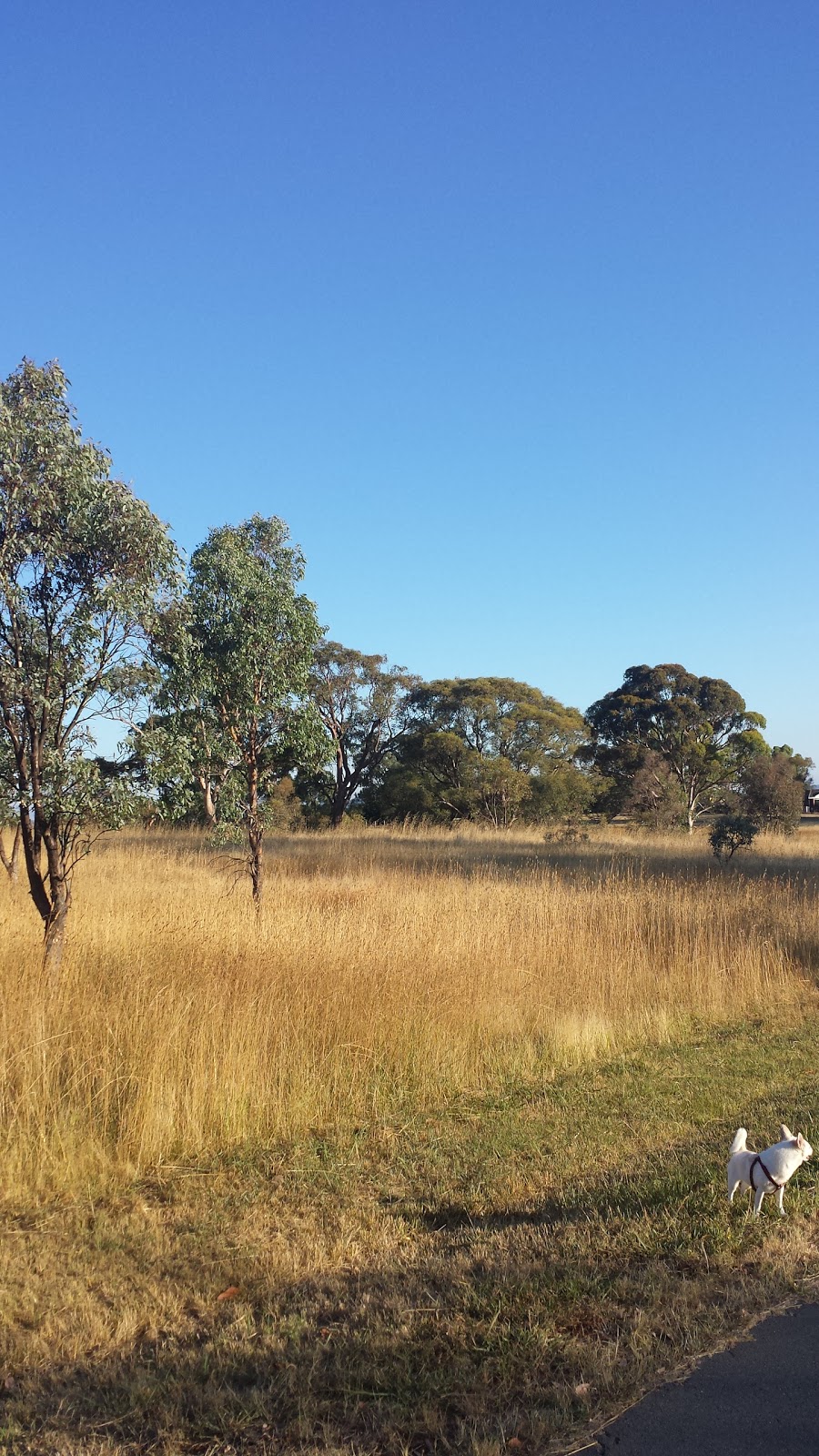 Amaroo Pond | park | Gungahlin ACT 2912, Australia