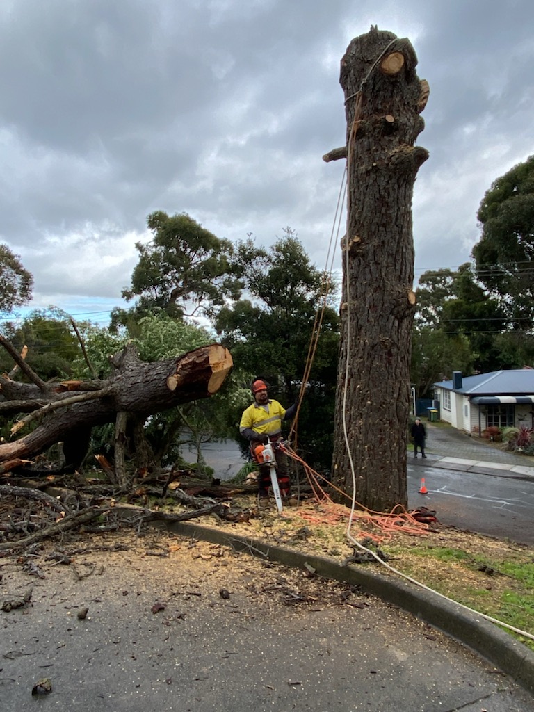 Tees Trees and Stumps | Bladin St, Laverton VIC 3028, Australia | Phone: 0401 469 087