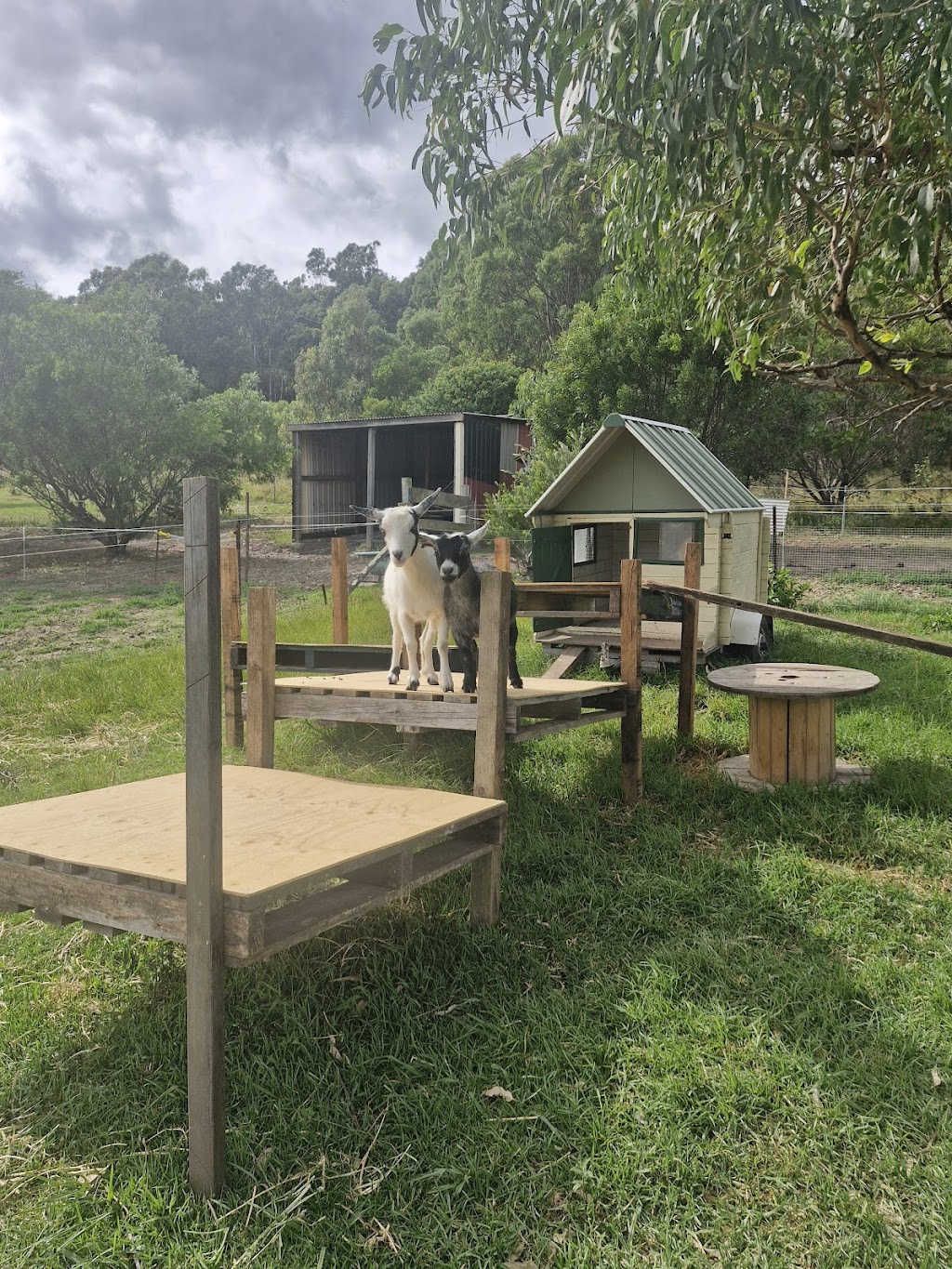 Calm The Farm Albion Park | 83 East West Link, Croom NSW 2527, Australia | Phone: 0402 241 933