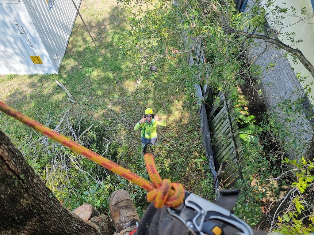 TBS Trees VIC | 152 Taylor St, Ascot VIC 3551, Australia | Phone: 0498 609 887