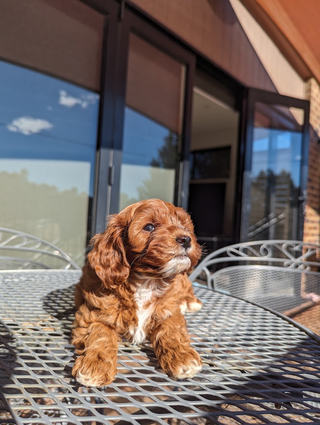 Enchanted Kennels Puppies Victoria | Northern Hwy, Toolleen VIC 3551, Australia | Phone: 0477 749 158