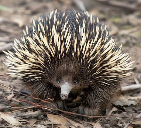 Platypus Lodge Holiday Home - Byron Bay Hinterland | 96 Willowbank Dr, Alstonvale NSW 2477, Australia | Phone: 0408 339 988 Platypus Lodge Holiday Home - Byron Bay Hinterland | 96 Willowbank Dr, Alstonvale NSW 2477, Australia | Phone: 0408 339 988