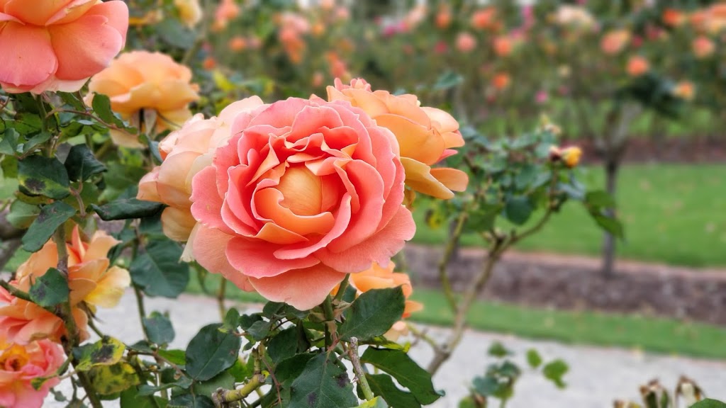 Victoria State Rose Garden | park | Gate 2, K Rd, Werribee South VIC 3030, Australia | 131963 OR +61 131963