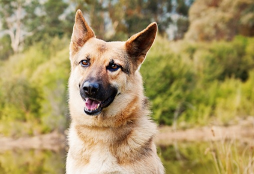 Yarra Valley Pet Resort | 50 Pine Ave, Badger Creek VIC 3777, Australia | Phone: (03) 5962 5253