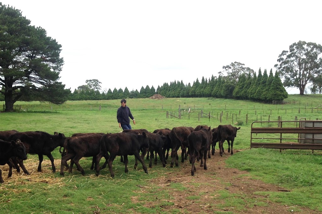 Woodland Wagyu | food | Woodlands, 1206 Maybole Rd, Ben Lomond NSW 2365, Australia | 0267332150 OR +61 2 6733 2150