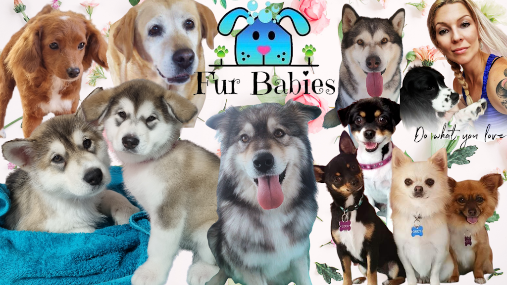 Furr Babies Pet Wash & Grooming | 209 Swanport Rd, Murray Bridge SA 5253, Australia | Phone: 0423 700 723