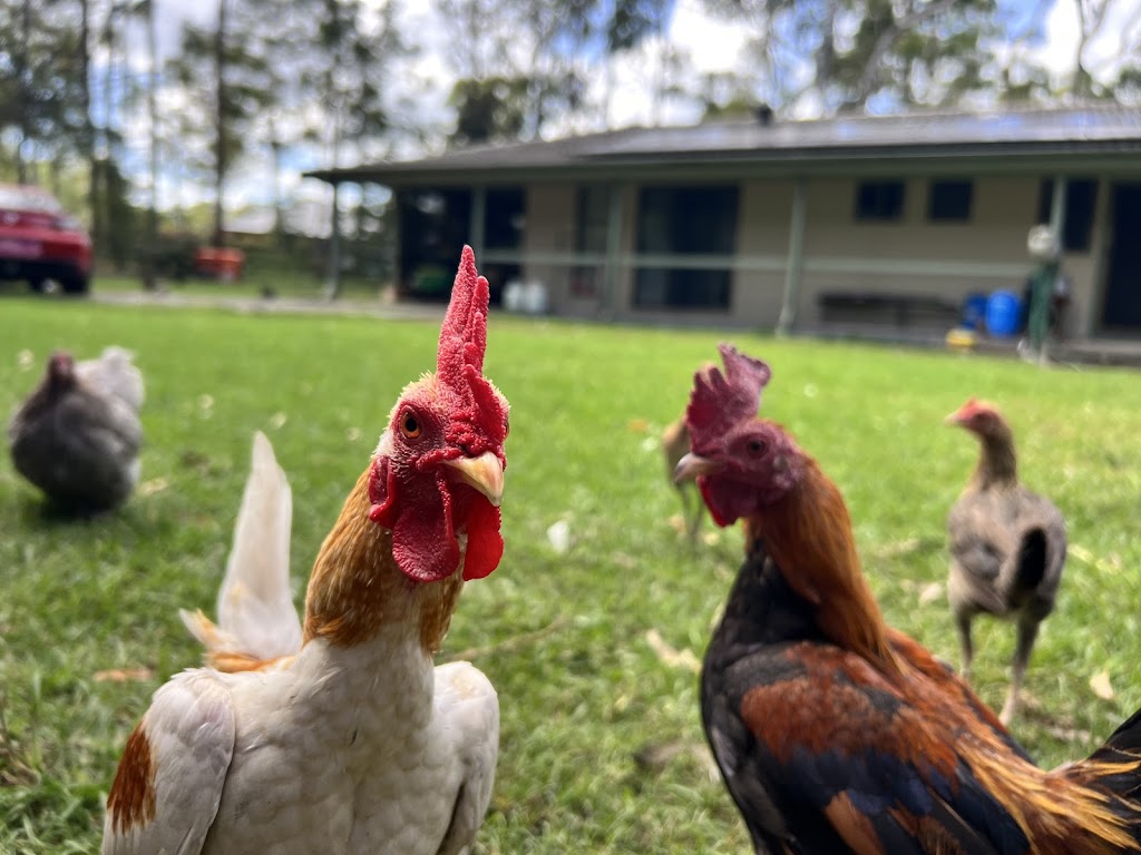 JDs Backyard Hens | 1 Ballat Cl, Medowie NSW 2318, Australia | Phone: 0428 498 298