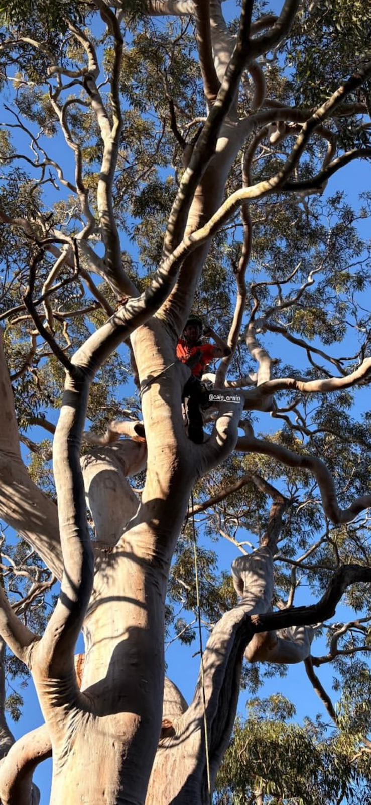 Erwin Tree Care & Services | 481 Beauchamp Rd, Maroubra NSW 2035, Australia | Phone: 0431 557 822
