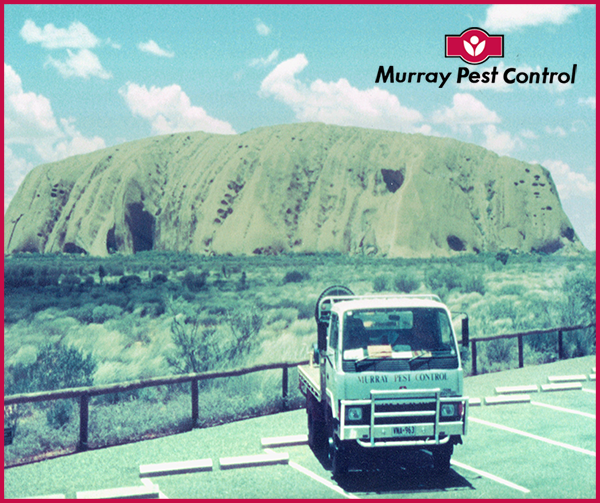 Murray Pest & Weed Control SA Pty Ltd | 67 Magill Rd, Stepney SA 5069, Australia | Phone: (08) 8334 1000