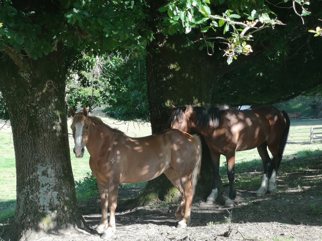 Boomerang Holiday Ranch | Boomerang Holiday Camp, 23 Tipperary Springs Rd, Daylesford VIC 3460, Australia | Phone: (03) 5348 2525