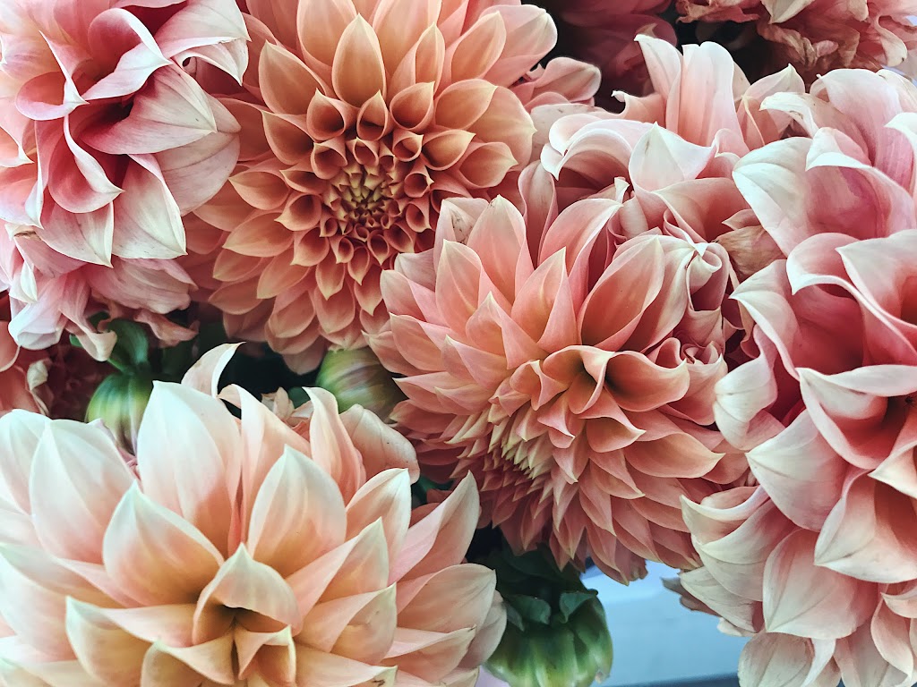 Profresh Floral Wholesaler | florist | 17 Northwood St, West Leederville WA 6007, Australia | 1300776373 OR +61 1300 776 373