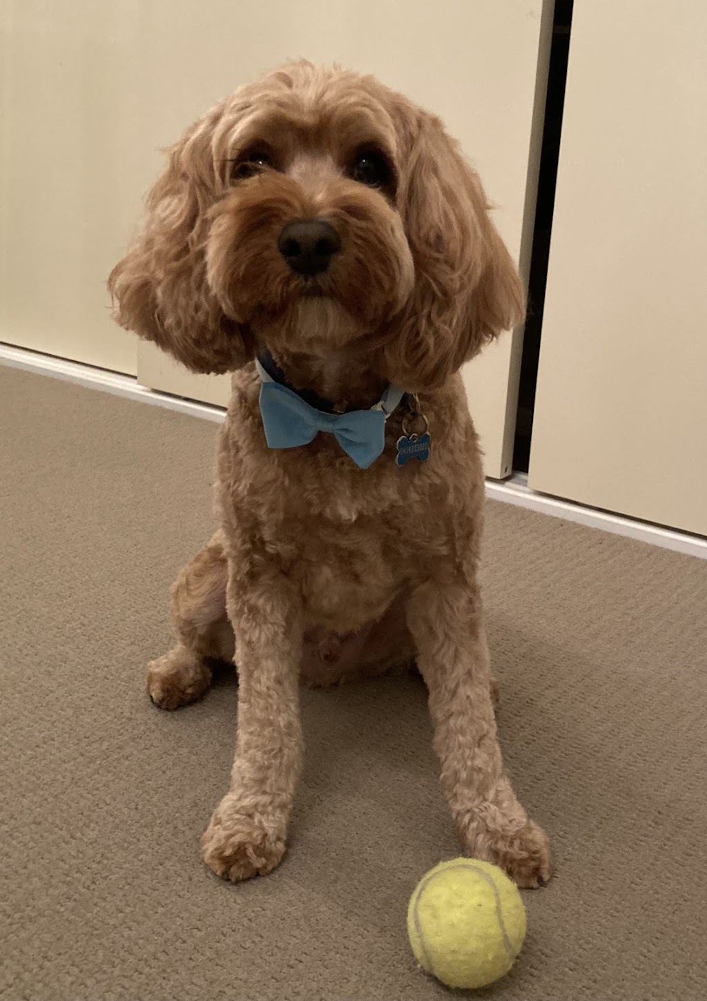 Perfection Pet Styling | 13 Aspen St, South Penrith NSW 2750, Australia | Phone: 0434 034 243