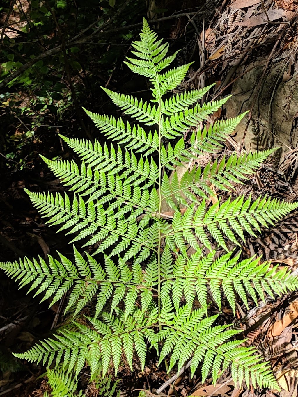 Kellys Falls picnic area | Princess Marina Track, Stanwell Tops NSW 2508, Australia | Phone: (02) 9542 0648