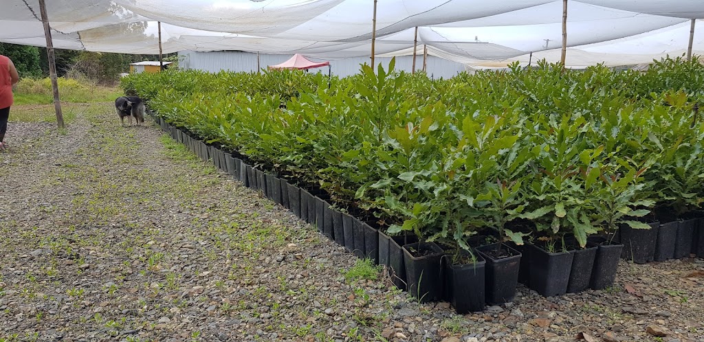 Blackwall Nursery | 103 Montis Rd, Bagotville NSW 2477, Australia | Phone: 0437 933 139