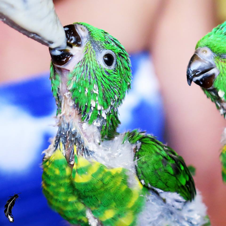 Boutique Birds | pet store | Spring Ln, Caboolture QLD 4510, Australia | 0487666110 OR +61 487 666 110