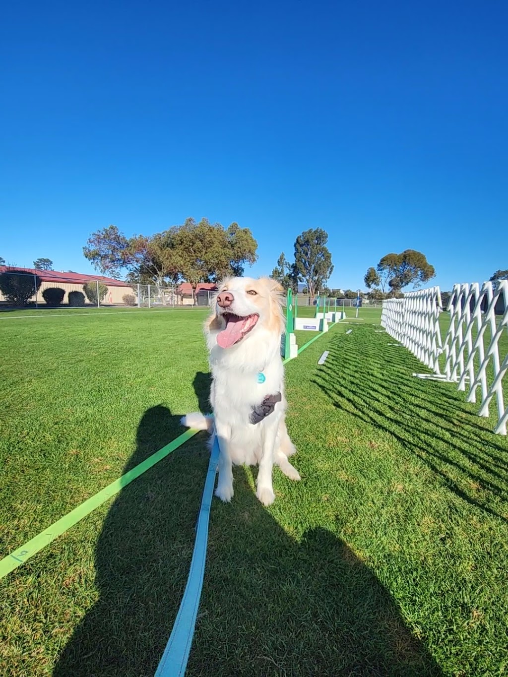 Tassie Flying Paws Dog Club | Glen Lea Rd, Pontville TAS 7030, Australia | Phone: 0407 873 485