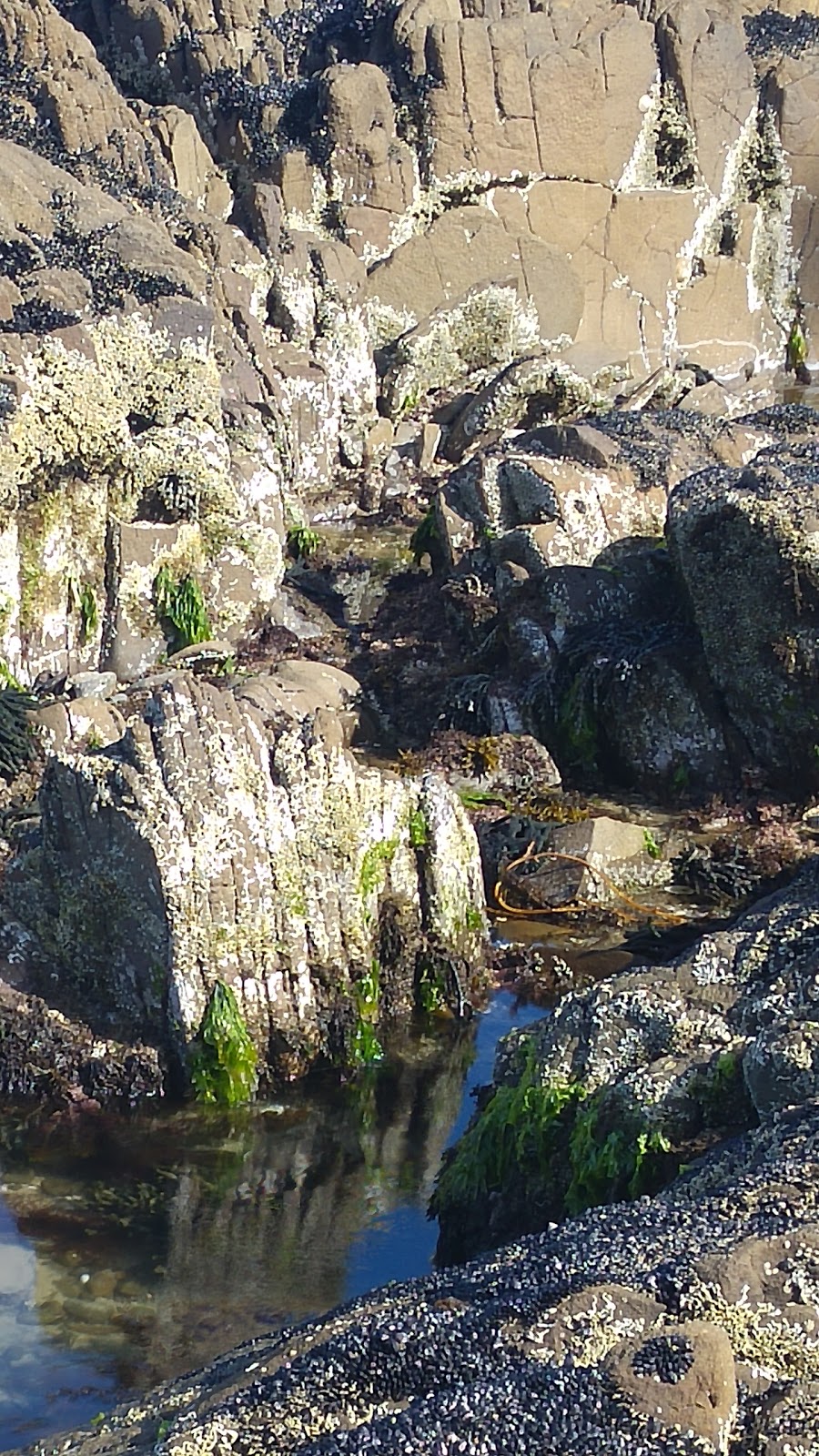 Blue Lagoon | park | 2 Tiger Head Rd, Dodges Ferry TAS 7173, Australia