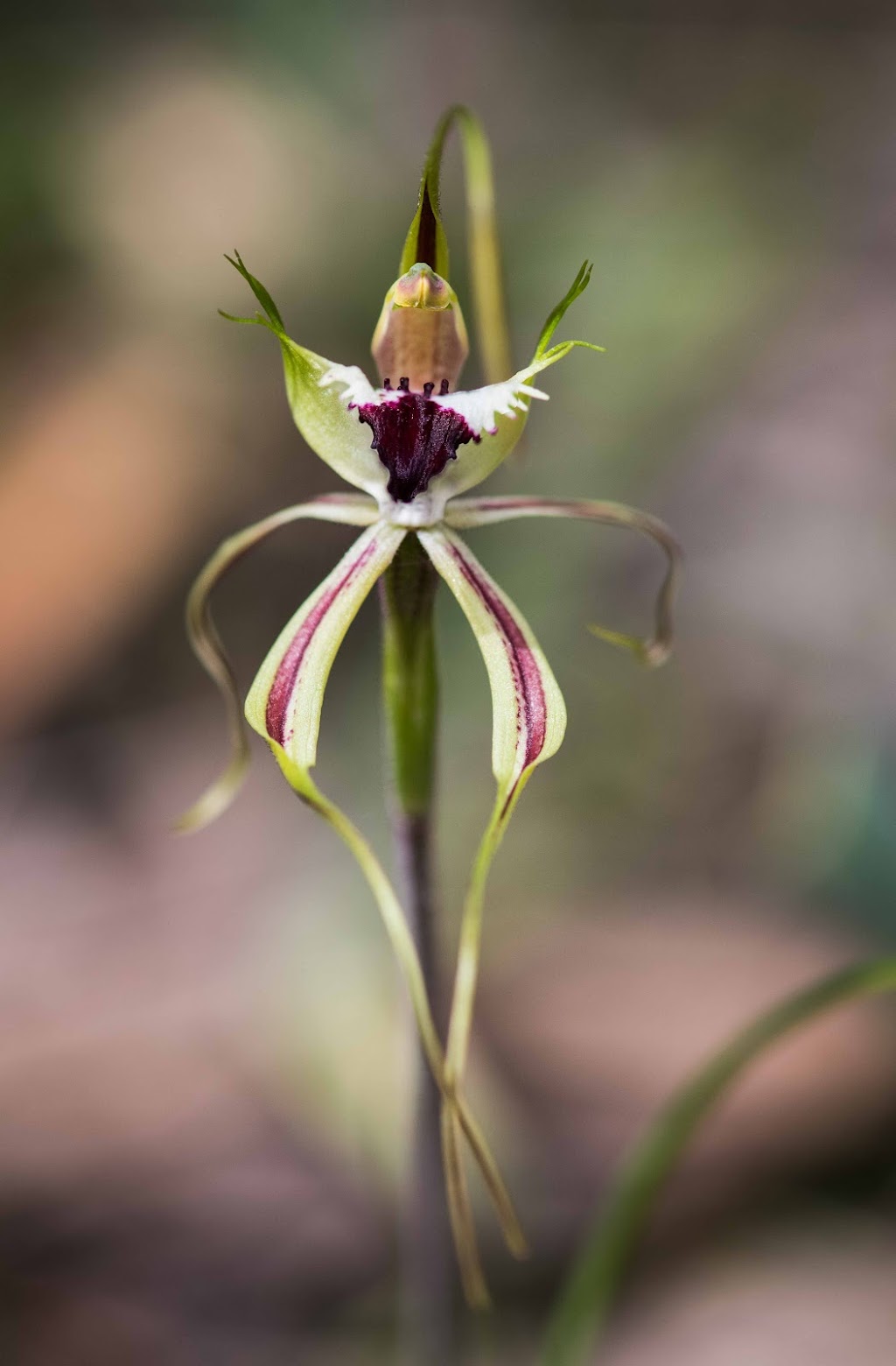 Echidna Ridge Bushland Experience | 389 Milligan Rd, McHarg Creek SA 5201, Australia | Phone: 0413 843 712