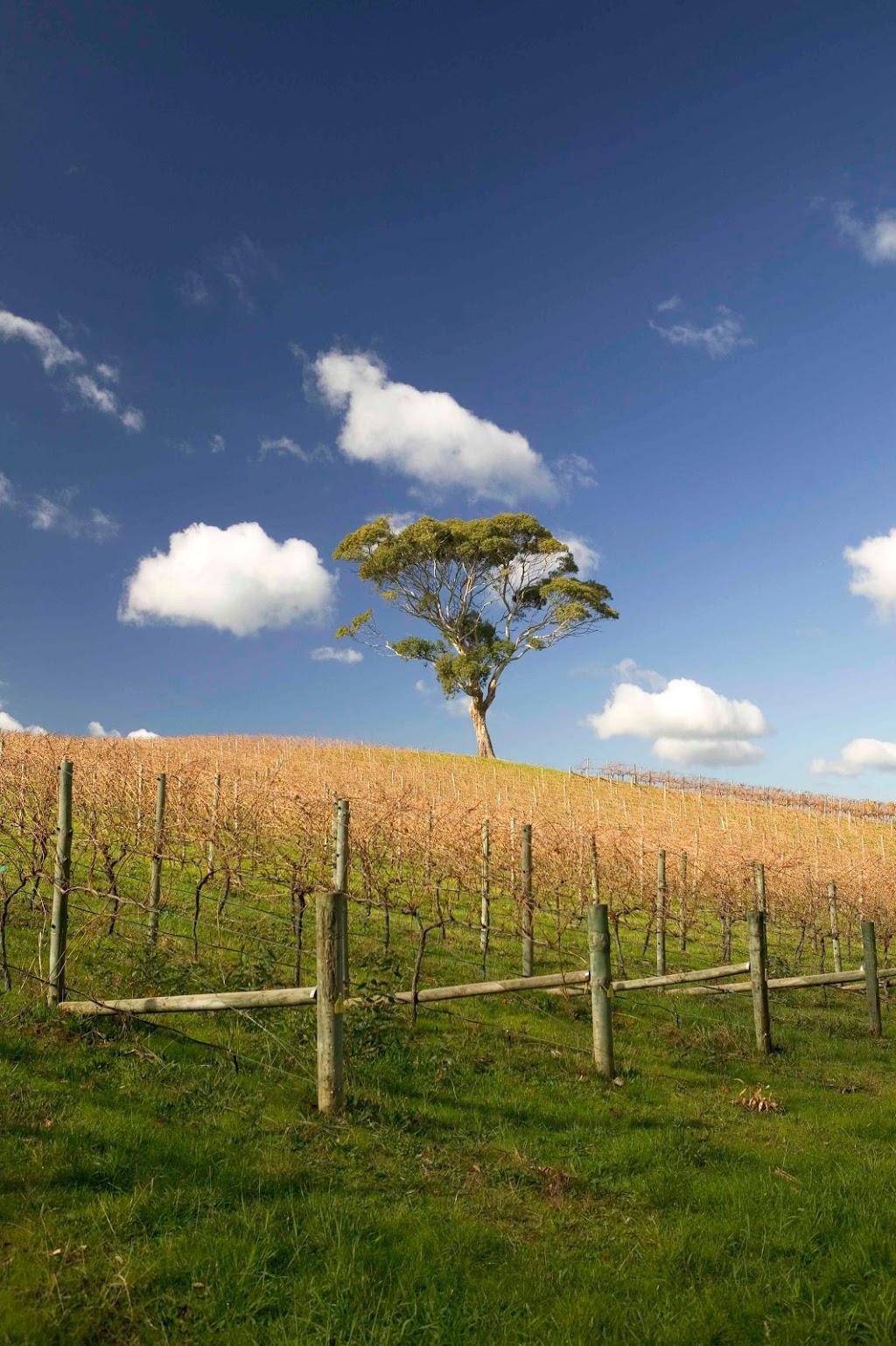 Primo Estate Winery | tourist attraction | 50 McMurtrie Rd, McLaren Vale SA 5171, Australia | 0883236800 OR +61 8 8323 6800