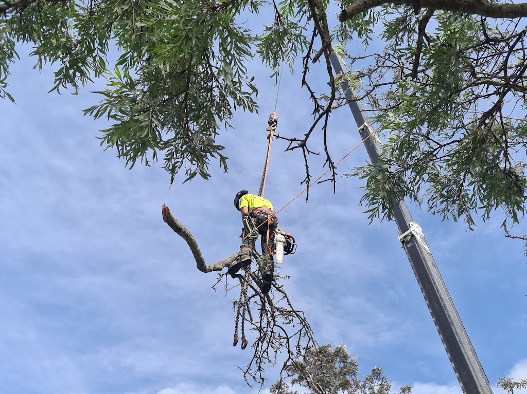 Jeff Pearce Tree Services Depot |  | Upper Lansdowne Rd, Upper Lansdowne NSW 2430, Australia | 0418448313 OR +61 418 448 313