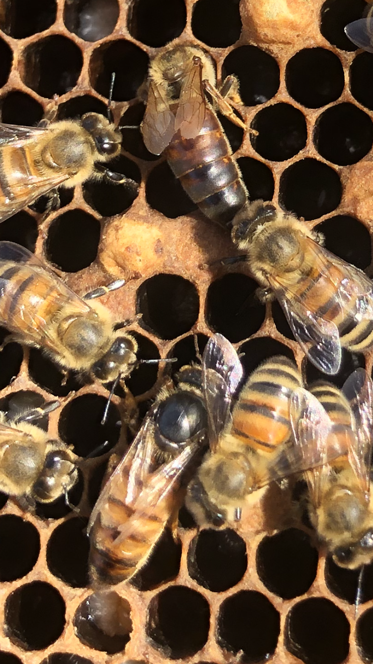 Kangaroo Island Living Honey |  | 172 Florance Rd, Haines SA 5223, Australia | 0427189388 OR +61 427 189 388