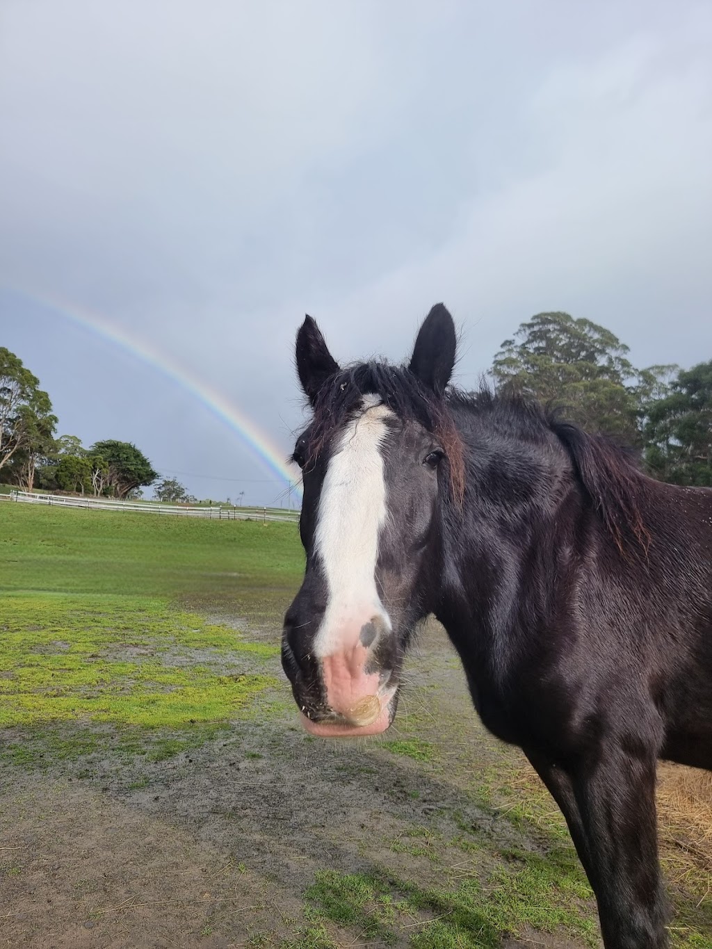 Tasman Feed & Forage | 479 Nubeena Back Rd, Koonya TAS 7187, Australia | Phone: 0490 951 692