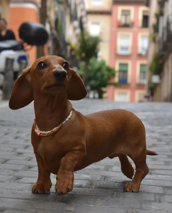 dachshund puppies for sale in Australia | pet store | L Rd, The Pilliga NSW 2388, Australia | 0744638352 OR +61 7 4463 8352
