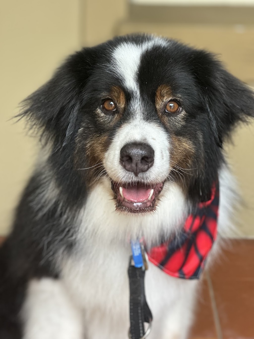 Scrub A Dub Dogs | 7 Meehan Pl, Moss Vale NSW 2577, Australia | Phone: 0435 485 238