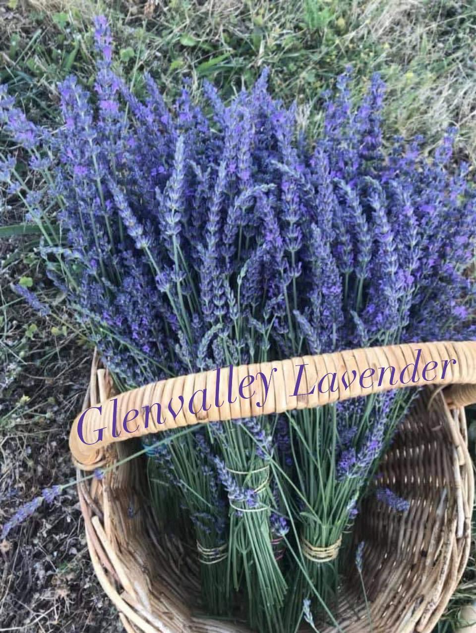Glenvalley Lavender | 675 Traralgon-Maffra Rd, Glengarry VIC 3854, Australia | Phone: 0401 317 635