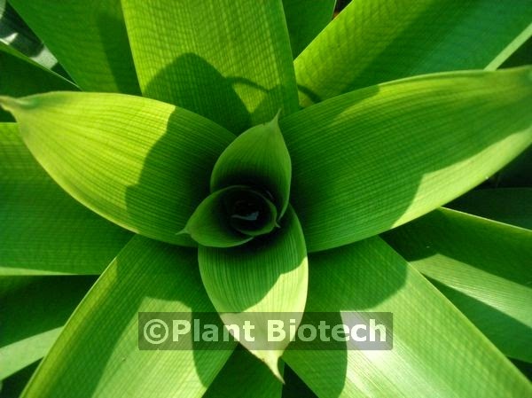 Plant Biotech |  | 41 Menary Rd, Coes Creek QLD 4560, Australia | 0753736222 OR +61 7 5373 6222