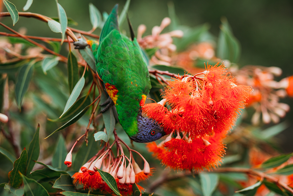 Lauren Kennedy Photographer | 62 George Rd, Wilberforce NSW 2756, Australia | Phone: 0403 974 131