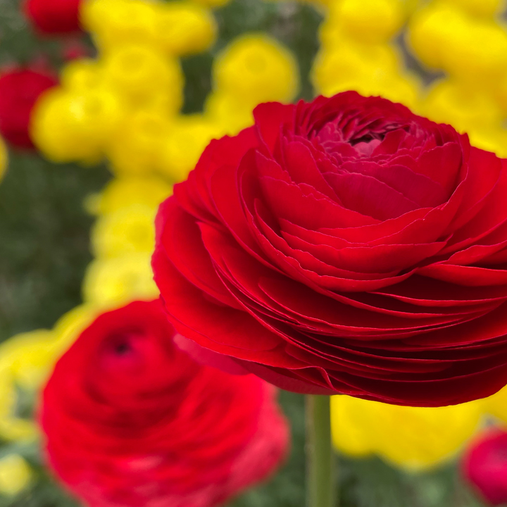 Mellowood Farm | 145 Locarno Rd, Clydesdale VIC 3461, Australia | Phone: 0418 503 378