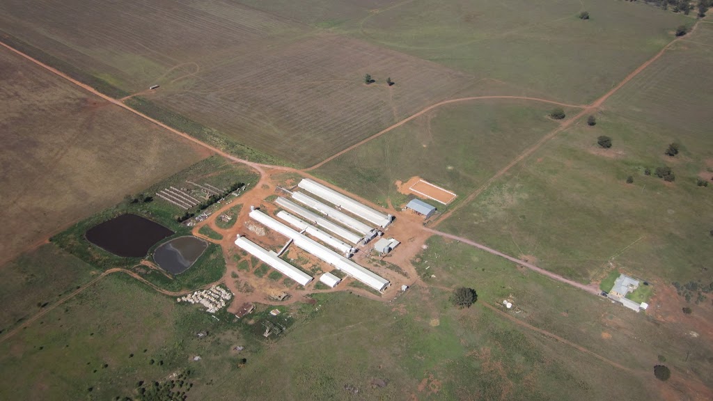 Selko Piggery | Narrandera NSW 2700, Australia | Phone: (02) 6959 9444