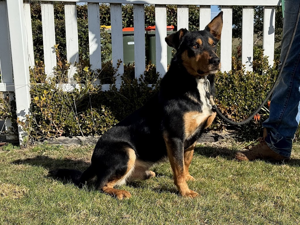 Capree Stud | 577 Caloola Rd, Newbridge NSW 2795, Australia | Phone: 0429 797 633