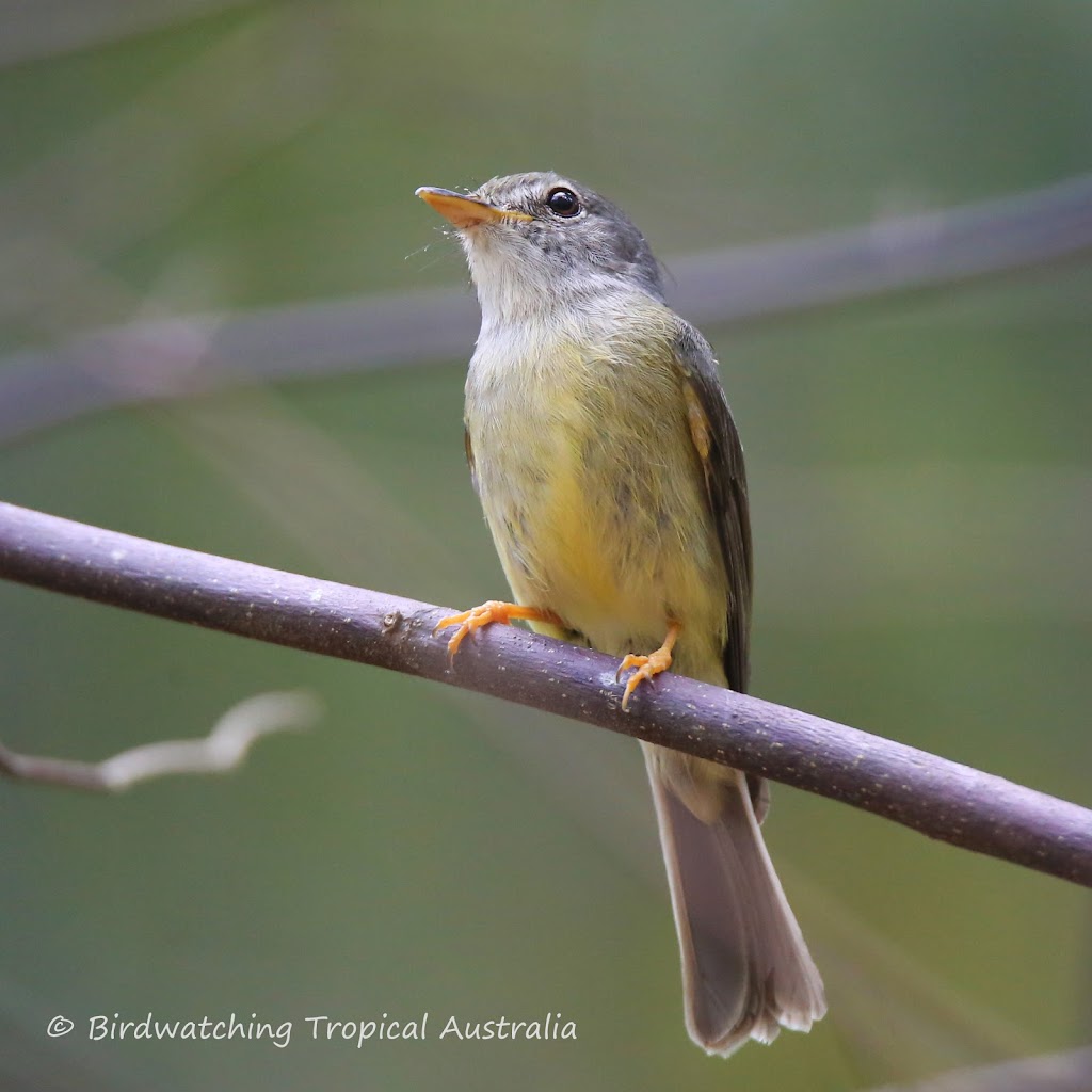 Birdwatching Tropical Australia | 83 Thomson Low Dr, Shannonvale QLD 4873, Australia | Phone: 0418 757 288