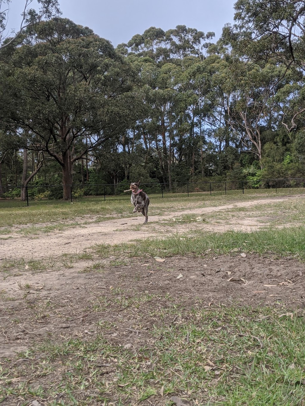 Clifton Park Dog Park (fenced) | Sanctuary Point NSW 2540, Australia