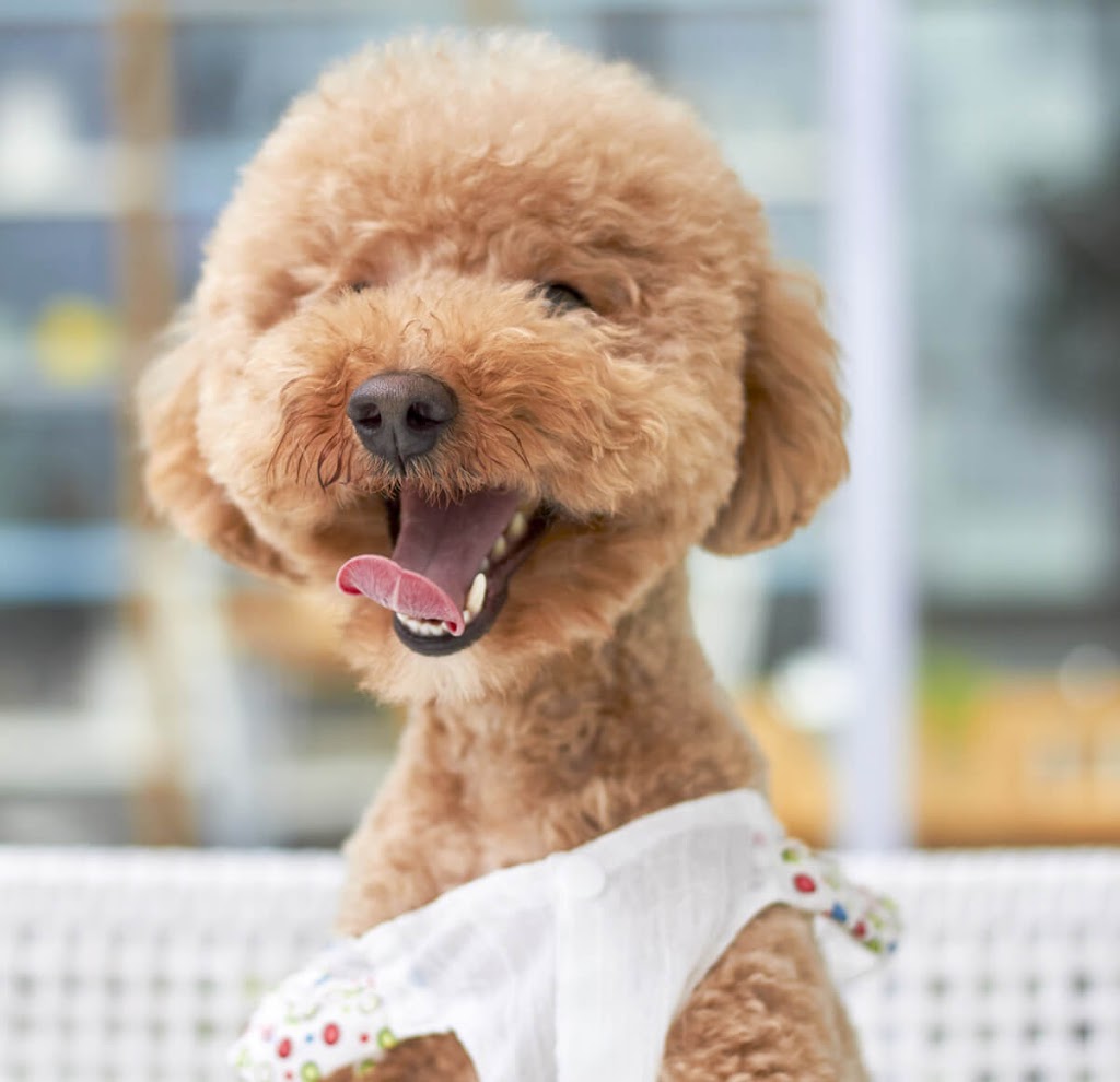 Mill Park Dog Groomers |  | 10 Sinclair Ct, Mill Park VIC 3082, Australia | 0390213711 OR +61 3 9021 3711