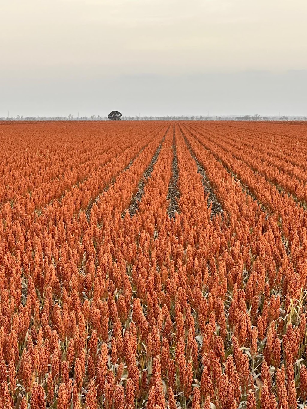 Agventure Farming | 1468 Millmerran Leyburn Rd, Tummaville QLD 4352, Australia | Phone: 0429 646 869