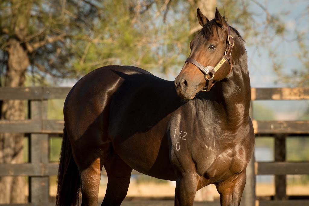 Newgate Stud Farm | 586 Rouchel Rd, Aberdeen NSW 2336, Australia | Phone: (02) 6543 8395