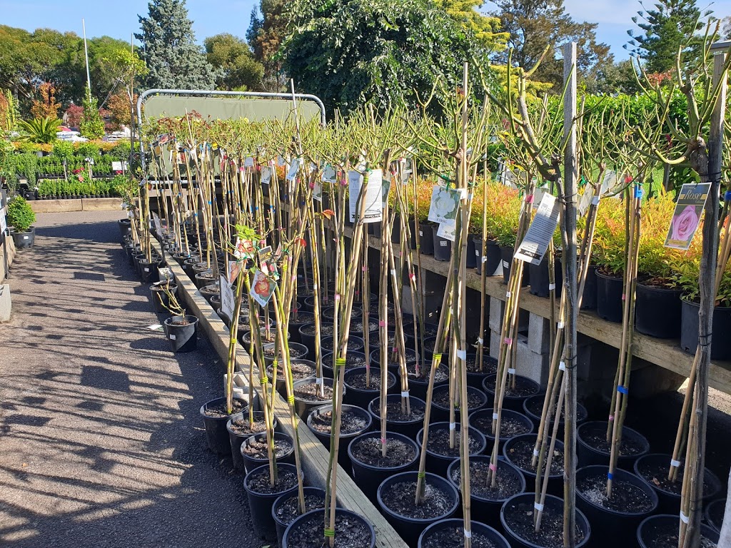 Direct Plants | 595 Mickleham Rd, Greenvale VIC 3059, Australia | Phone: (03) 9333 2575