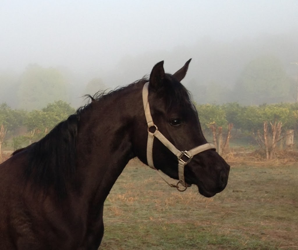 mary valley equine training centre | Belli Park QLD 4562, Australia | Phone: 0409 320 284