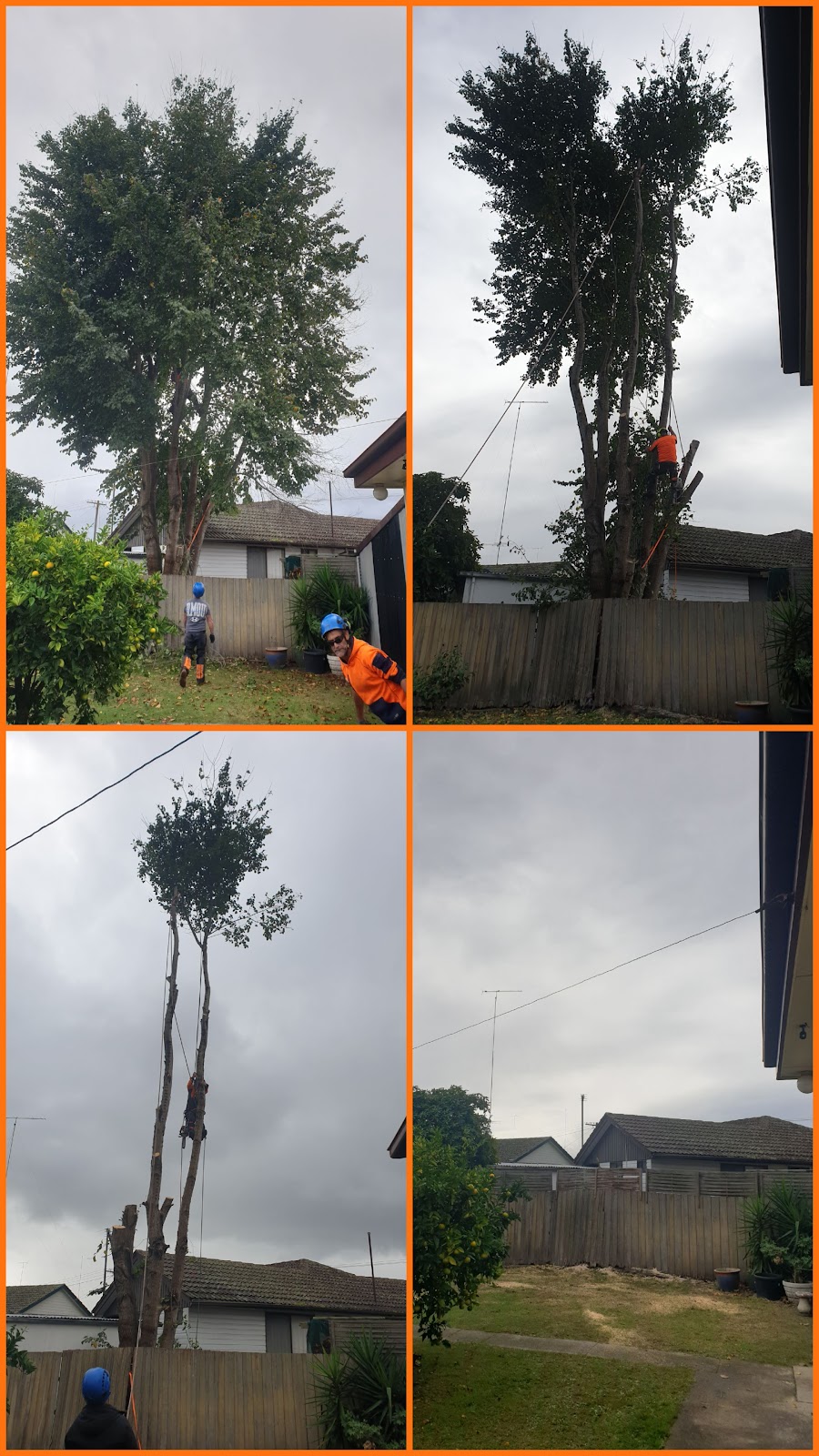 Robs Tree Service | 71 Boulton Cres, Tyers VIC 3844, Australia | Phone: 0419 519 454