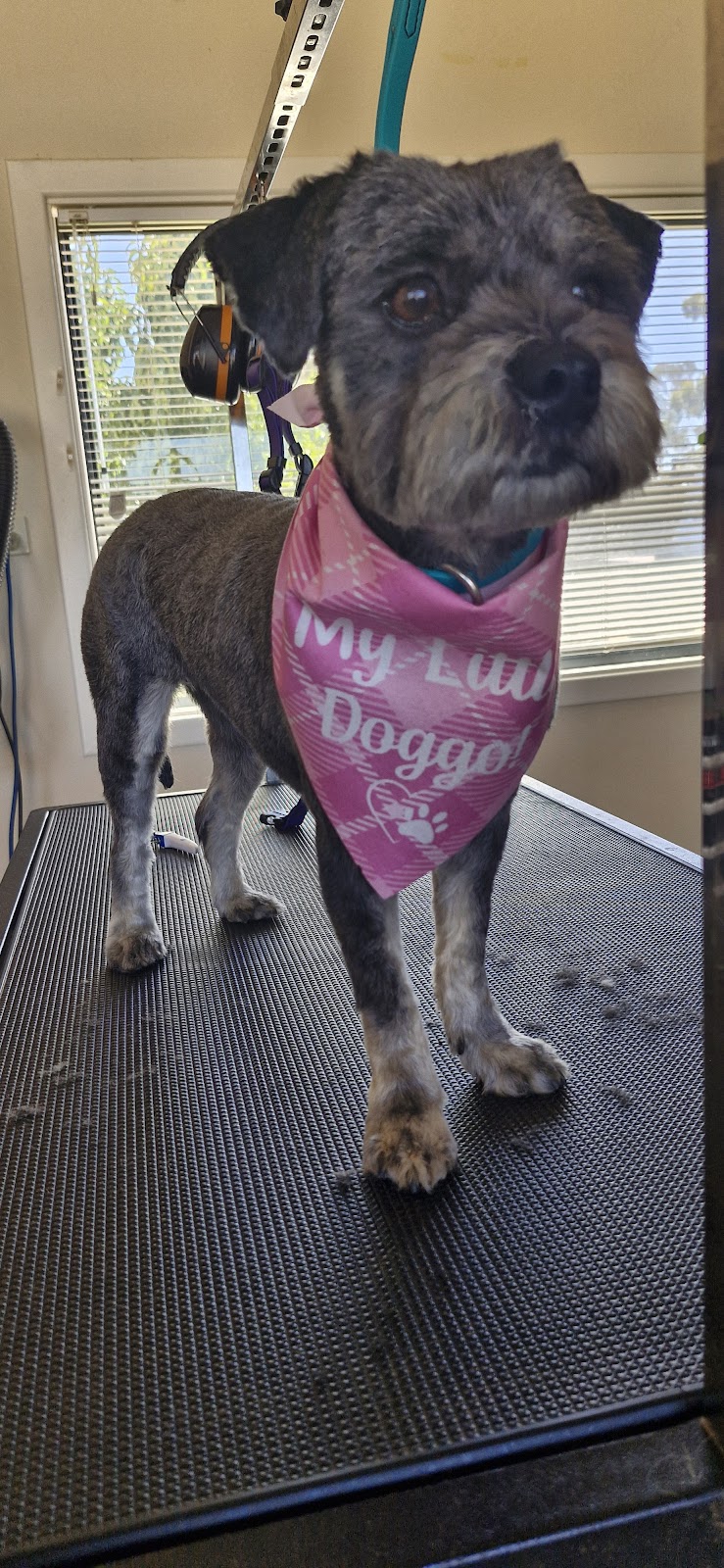 Purrfect Grooming | 20 Maculata St, Kambalda West WA 6442, Australia | Phone: 0427 153 771