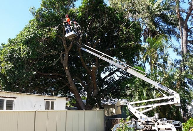 Wades Tree Service | 468 MacKay Habana Rd, Nindaroo QLD 4740, Australia | Phone: (07) 4942 8770