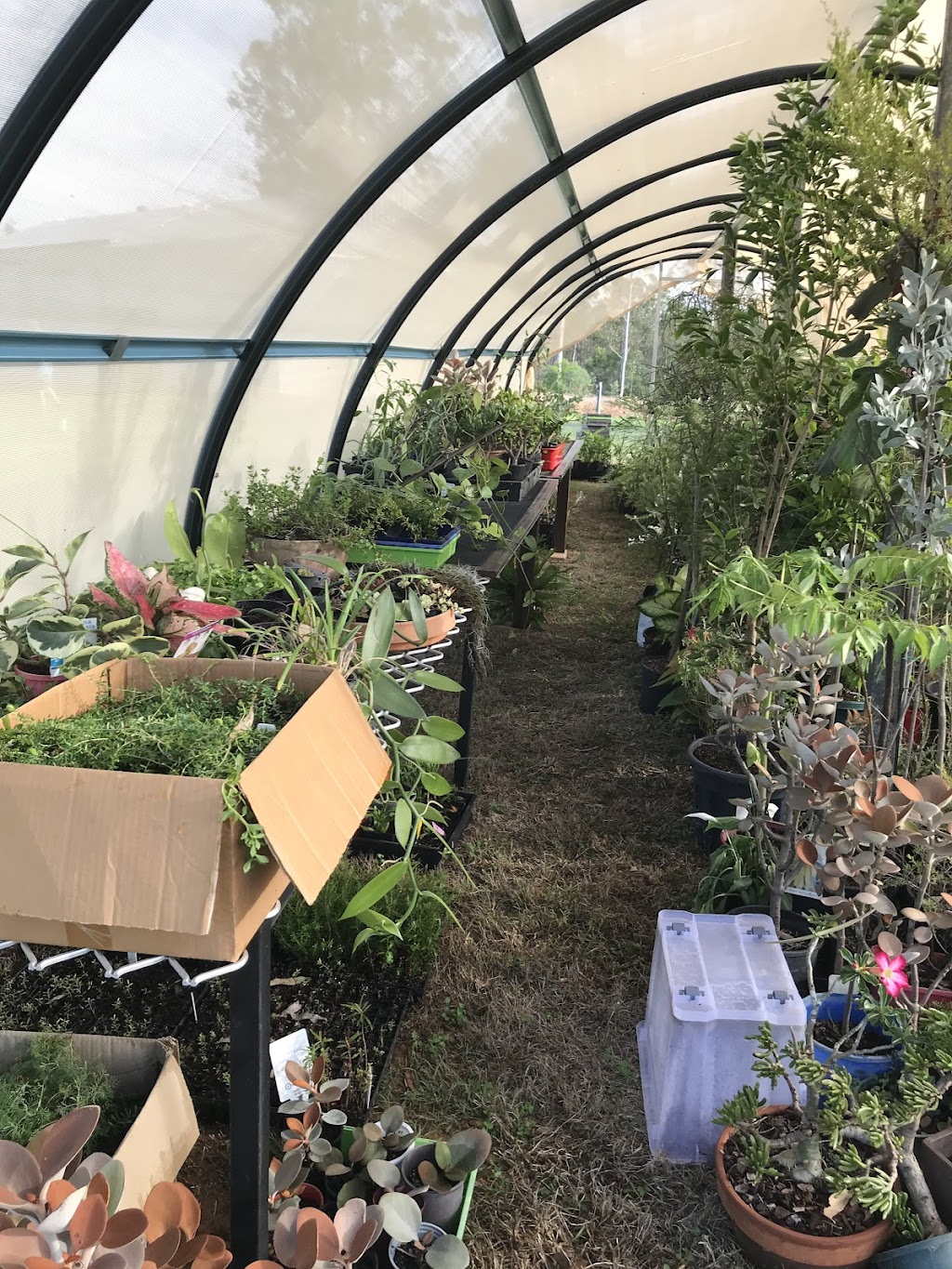 Astoz Plant Sales | 399 Windsor Dr, Mount Hallen QLD 4312, Australia | Phone: 0400 791 956