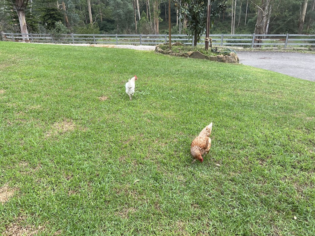 Jila free range | 152 Mountain Ave, Yarramundi NSW 2753, Australia | Phone: 0418 738 784