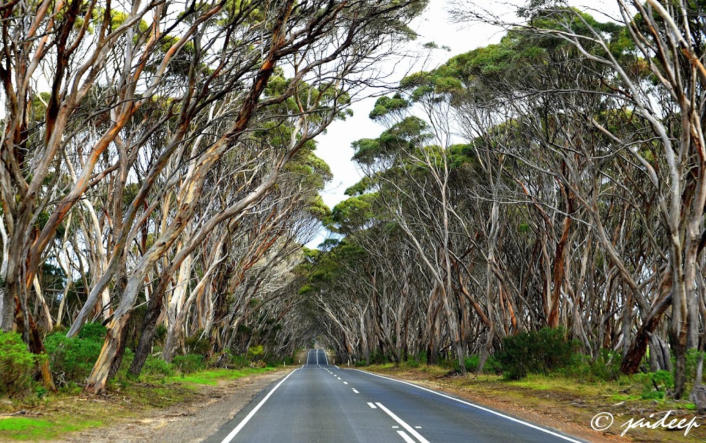 Lashmar Conservation Park | Kangaroo Island SA 5222, Australia | Phone: (08) 8553 4444