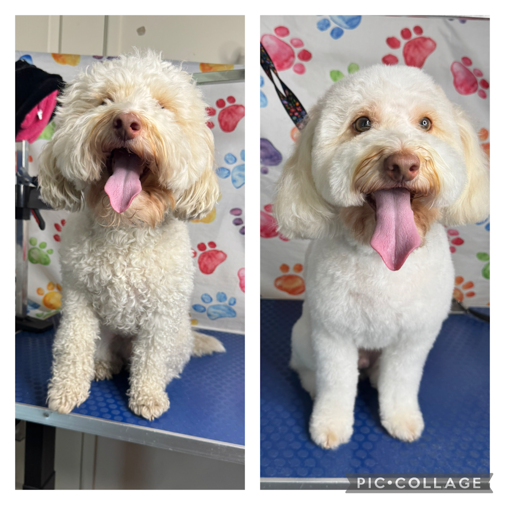 Petloft dog grooming | Lady Ardee Cct, Stockleigh QLD 4280, Australia | Phone: 0479 050 018 Petloft dog grooming | Lady Ardee Cct, Stockleigh QLD 4280, Australia | Phone: 0479 050 018