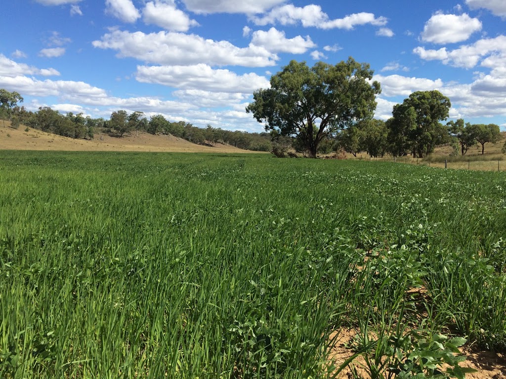 "Crowie" - Munmurra Angus | 1320 Durridgerie Rd, Turill NSW 2850, Australia | Phone: 0417 322 436